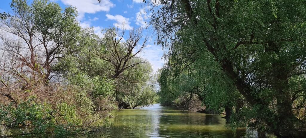 Canal îngust din Delta Dunării, mărginit de sălcii, pe traseul plimbărilor cu barca de la Casa Doi Stejari