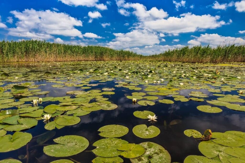 Întindere de nuferi albi înfloriți și frunze rotunde pe luciul unui lac din deltă, cu stuf pe mal și cer cu nori albi