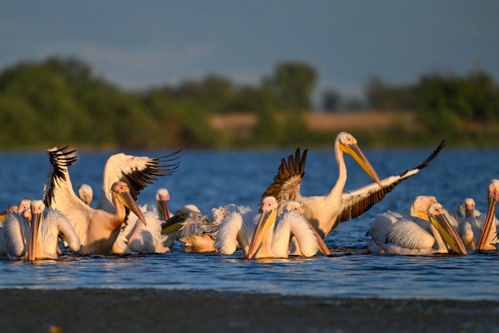 Grup de pelicani comuni pe lac, doi dintre ei cu aripile larg deschise, cu malul împădurit în fundal