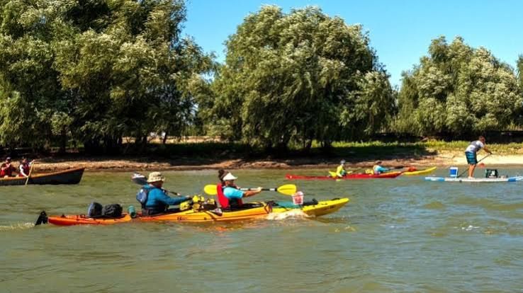 Grup de caiace și o canotcă înaintând pe Dunăre de-a lungul unui mal cu sălcii, cu un participant pe placă cu pagaie în dreapta