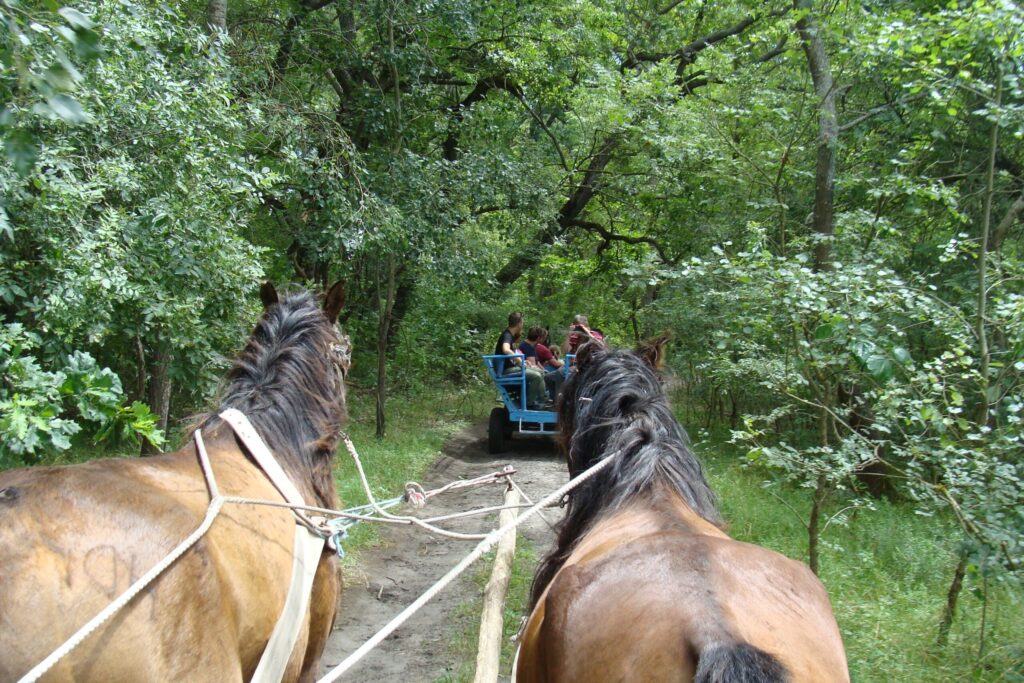 Priveliște din căruță, peste crupele a doi cai înhămați, către o remorcă albastră cu vizitatori pe un drum de nisip din pădurea Letea